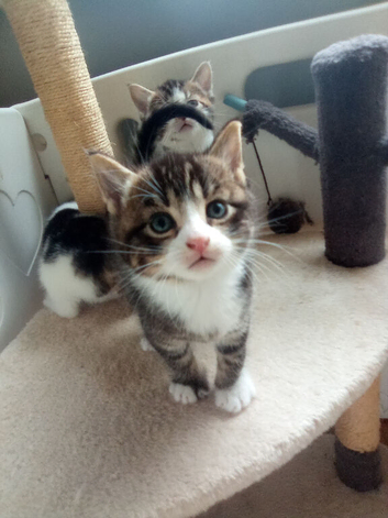 Beautiful kittens looking for forever loving homes