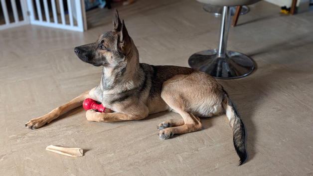 German/ Dutch shepherd x border collie