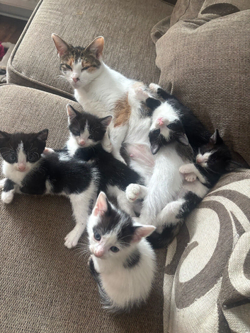 Gorgeous 10 week old kittens