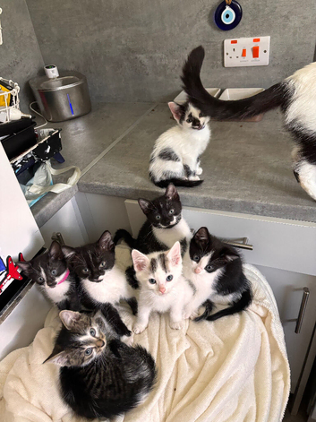 Beautiful kittens