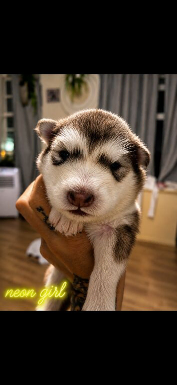 Pedigree pure Malamute Puppies