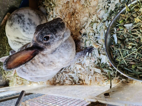 2 bonded female bunnies Mum and daughter