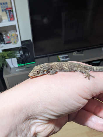 Symmetrical Chameleon Gecko
