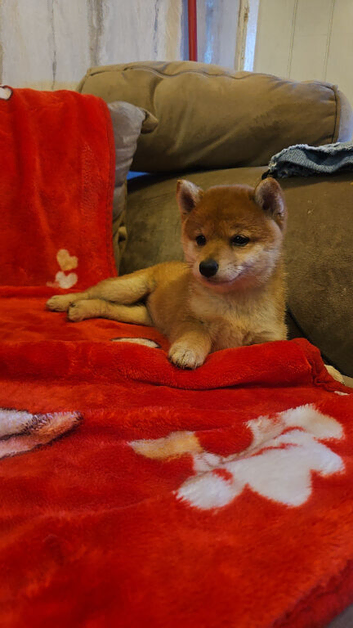 Shiba Inu puppy's