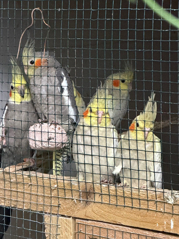 5 baby cockatiels