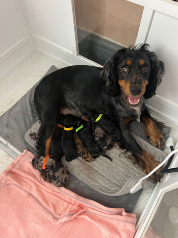 Gorgeous Schnocker puppies
