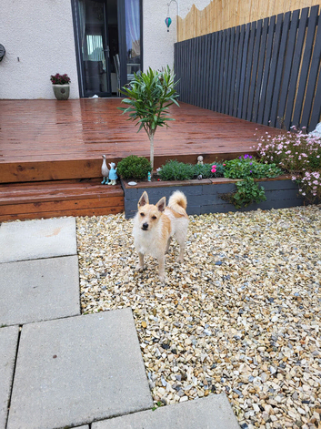 Jack Russell