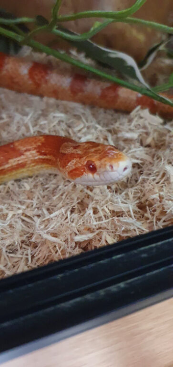 Mature snake looking to be rehomed