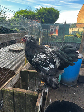 Brahma chicks