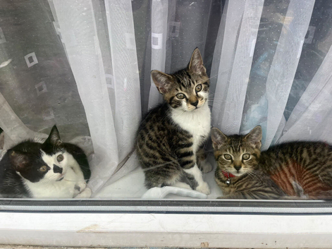 2 male kittens for sale