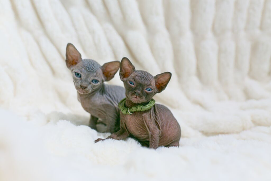 Gorgeous Sphynx Kittens