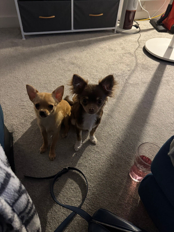 Chihuahua boy