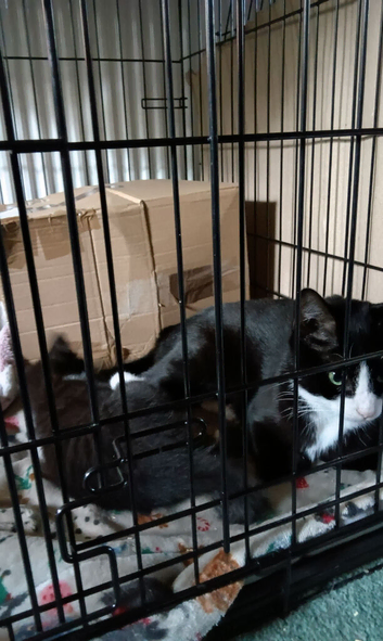 Two kittens needing homes