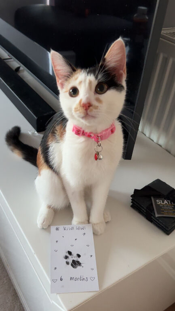 Calico 6 Month Old