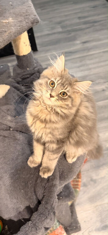 Pure Maine Coon kittens
