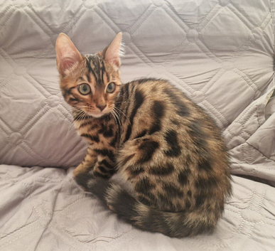 Adorable bengal kitten for Sale
