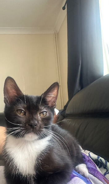 Stunning Boy Urgently needing home