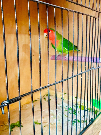 Lovely paired love bird