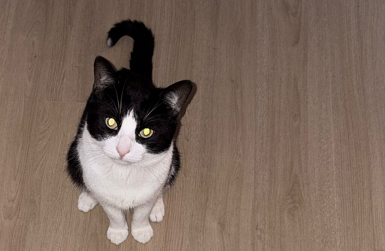 Cat For Sale