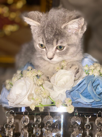 BSH x kittens