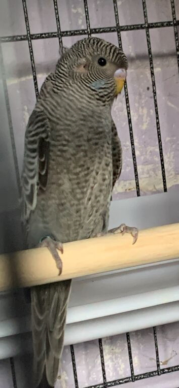 Baby blackface budgie
