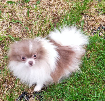 Lilac and white particoloured female pomeranian