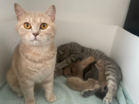 2 lilac ticked tabby and 1 lilac GCCF British shorthair female kittens