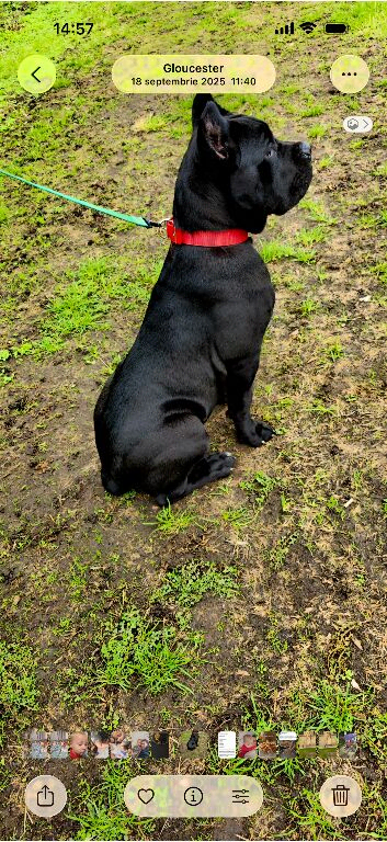 Cane corso female
