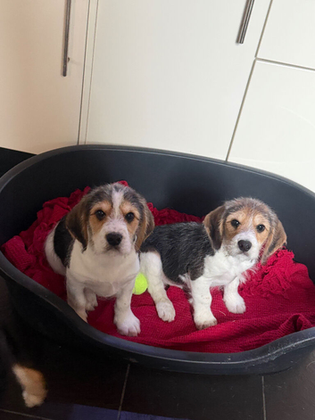 Beautiful Cavapoo  x Beagle  Puppies available.