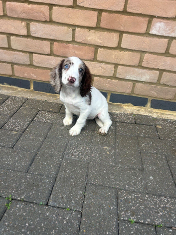 Cocker spaniel female puppy