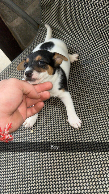 Here I have a beautiful litter of Jack Russell puppies