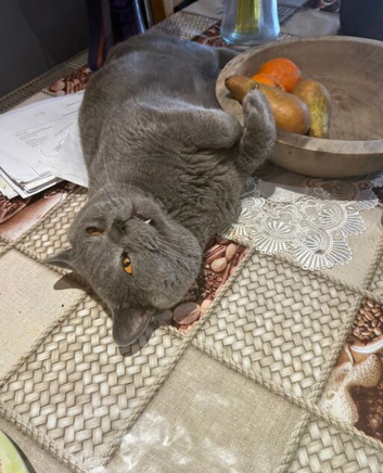 British Shorthair kittens