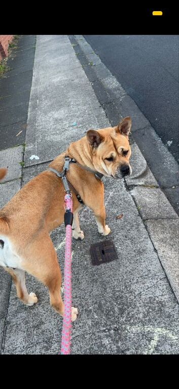 Chow x Belgian Malinois