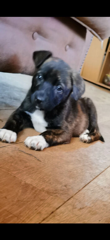 Staffie x kc German shepard
