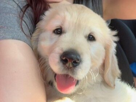 Golden retriever boy