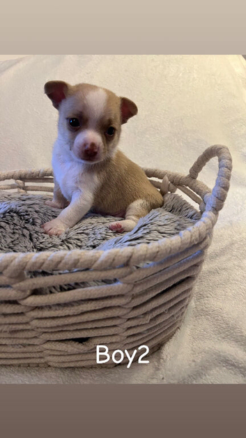 Girl & boy chihuahua puppies for sale