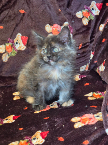 4 x Maine Coon Kittens