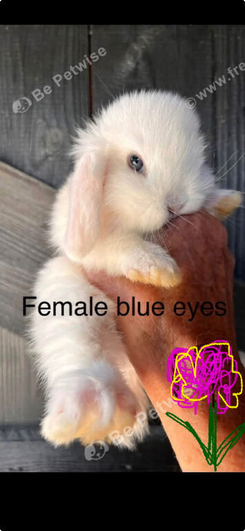Mini lop pure bred
