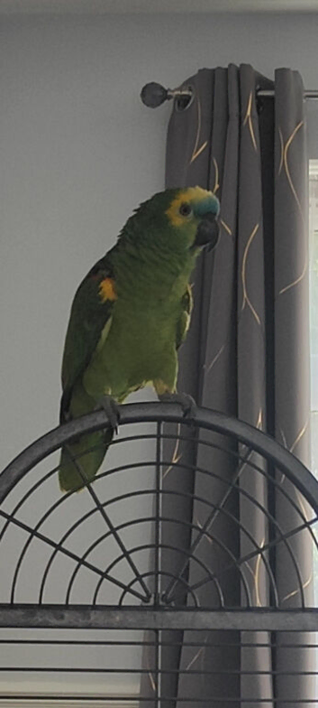 Beautiful Blue Fronted Amazon 6yr old