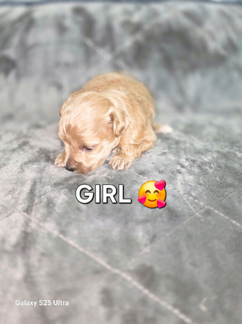 F1 Adorable Maltipoo Puppies