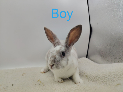 Mini rex babys