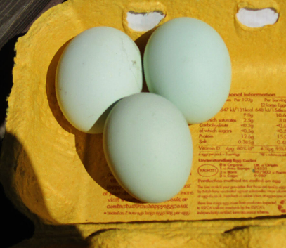 Hatching Eggs from Hybrid Bantams ( Araucana x Pekin ) green egg layers