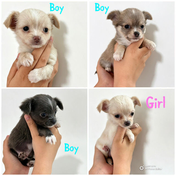 XXS Chihuahua Puppys for sale