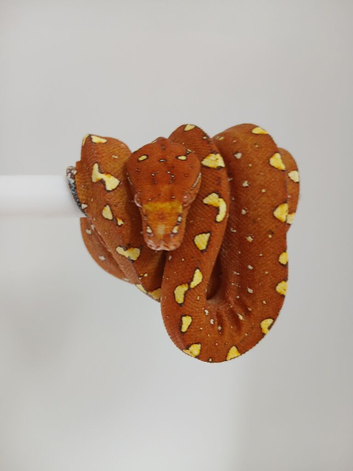 UKCB Green tree pythons