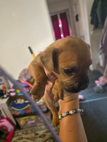 Cockerpoo cross french bulldog