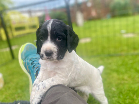 Exceptionally well bred sprocker pups