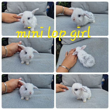 5 mini lop babies