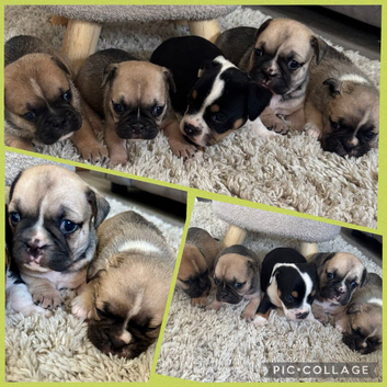 British bull dog cross pug puppies