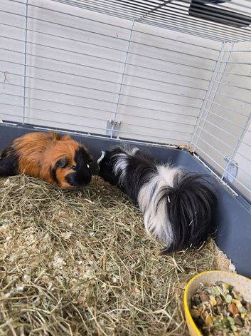 2 MALE GUINEA PIGS