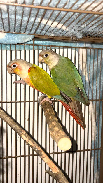 Pair of green cheek conures